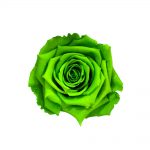 Rosa Verde